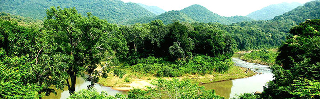 Maredumilli Forest