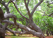Pillalamarri