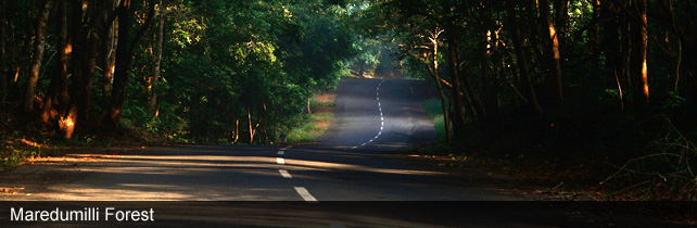 Maredumilli Forest