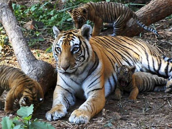 Orang National Park Orang National Park