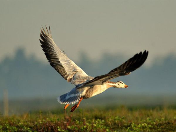 Orang National Park Orang National Park