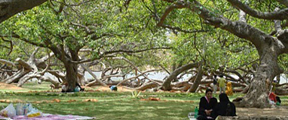 Pillalamarri in Mahbubnagar